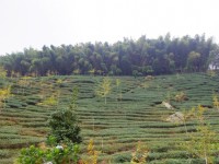 八卦茶園<br/> 攝影：Eva隨手拍