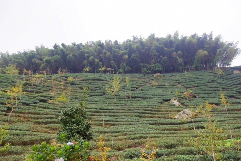八卦茶園 攝影：Eva隨手拍