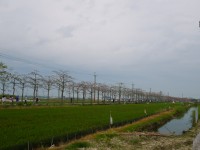 林初埤木棉花道<br/> 摄影：旅遊王攝影組