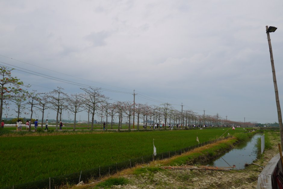 林初埤木棉花道 摄影：旅遊王攝影組