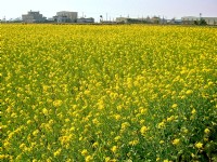 通霄油菜花<br/> 攝影：Eva隨手拍