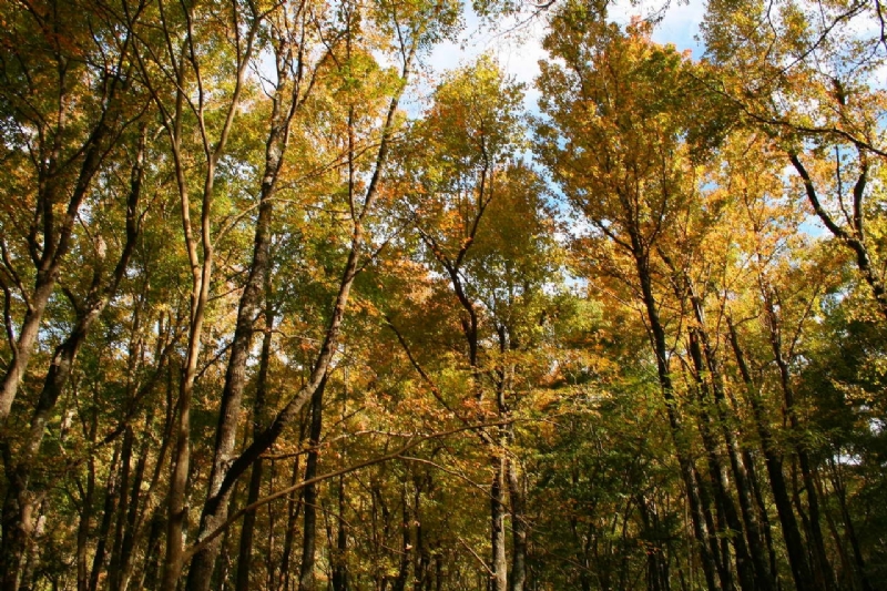 Photo:老山羊部落格