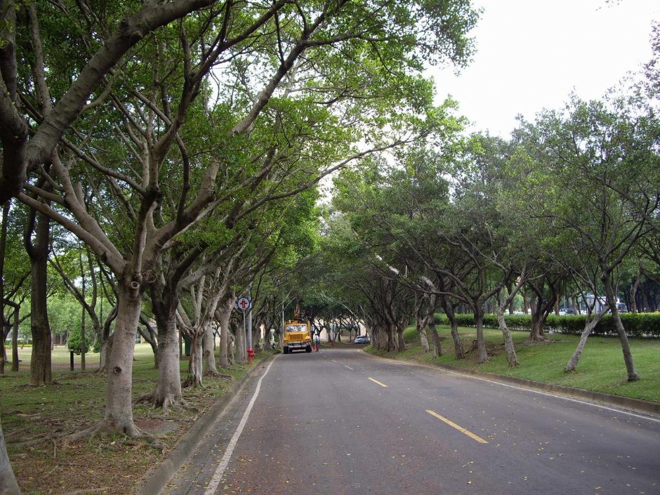 美式住宅区种满树木 摄影：老山羊部落格