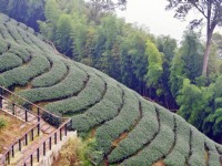 八卦茶園<br/> 攝影：Eva隨手拍