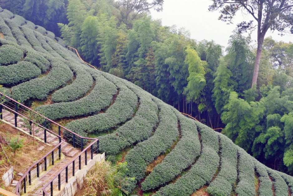 八卦茶園 攝影：Eva隨手拍