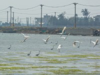 鳌鼓湿地森林园区<br/> 摄影：照片來源_雲嘉南濱海國家風景區