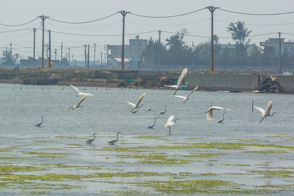 鳌鼓湿地森林园区 摄影：照片來源_雲嘉南濱海國家風景區