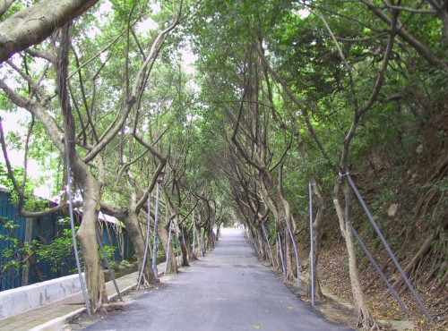 新庄青年公园-步道