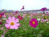 通霄金果乳香花海<br/> 攝影：Eva隨手拍