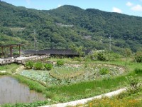 後湖濕地-同心池<br/> 攝影：陳美吟