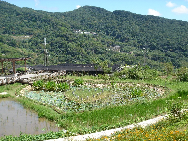 後湖濕地-同心池 攝影：陳美吟