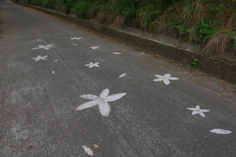 永丰六分桐花步道 摄影：Eva隨手拍