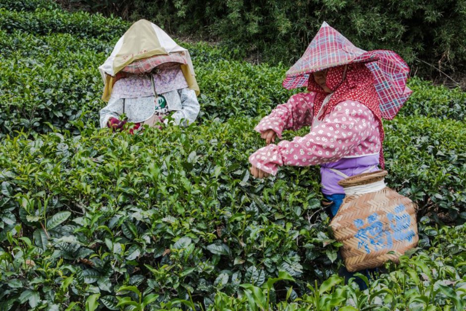 福源茶廠 / 桃園市政府觀光旅遊局 提供