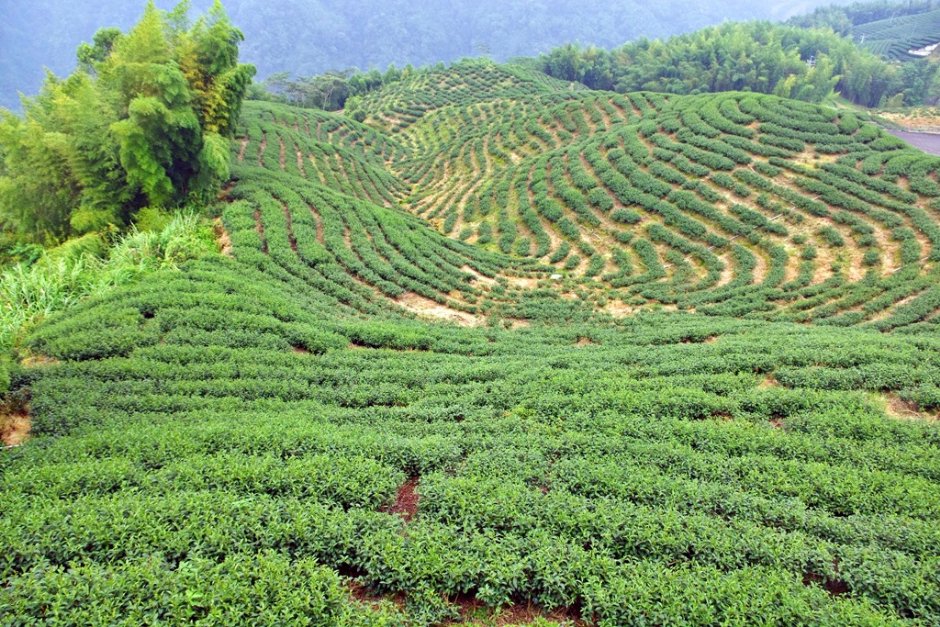 八卦茶園是茶類廣告拍攝取景的寵兒之一 / Eva隨手拍