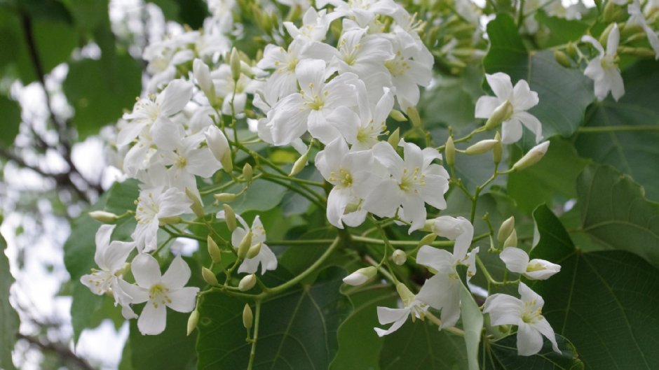 許多縣市都種植了美麗的桐花樹/Eva隨手拍