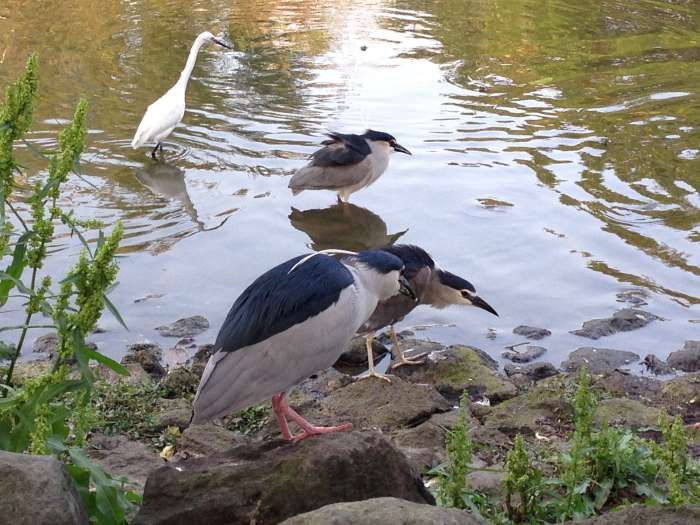 大安森林公園占地寬廣是台北親子賞鳥的絕佳去處 ©陳皮梅