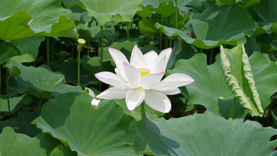 觀音蓮花/Eva隨手拍