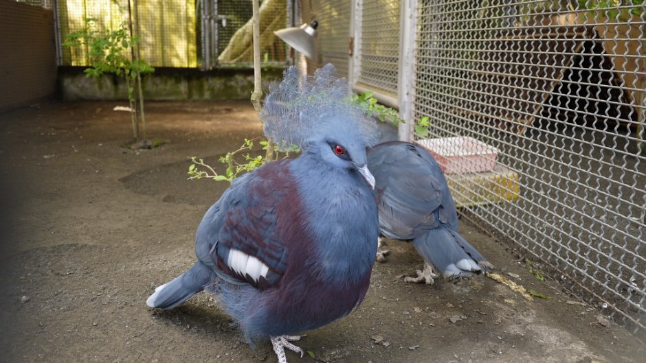 園內飼養了許多珍禽異鳥/Jacky
