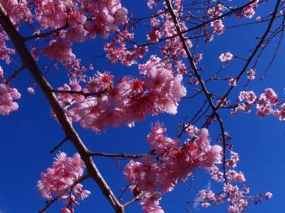 阿里山樱花季