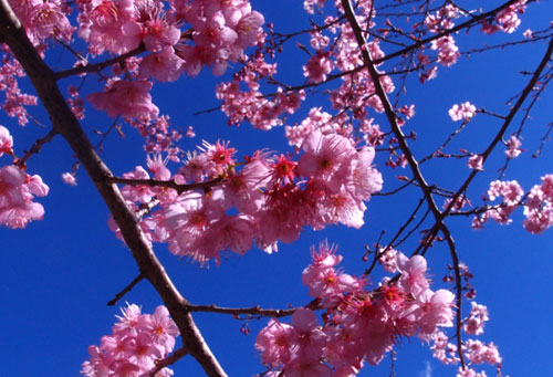 櫻花季