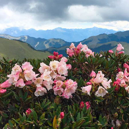 桃花、合歡山杜鵑