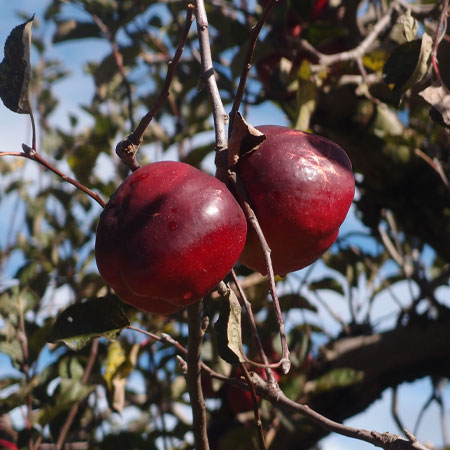高山梨、蜜蘋果