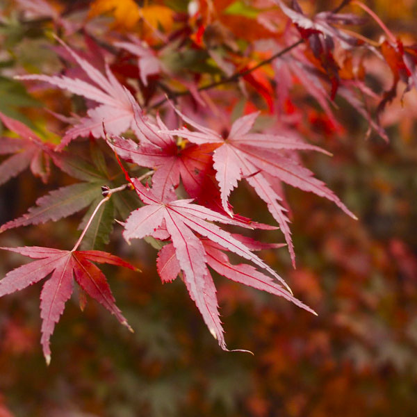 宜蘭太平山楓紅遍野 溫泉賞楓秋意濃