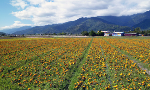 花東花海季