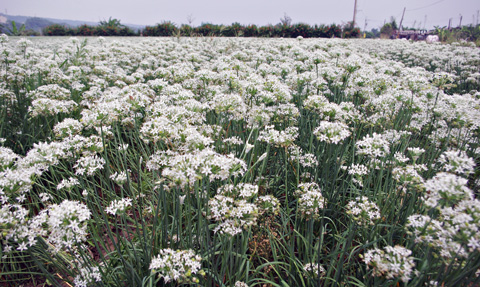 大溪韭菜花季