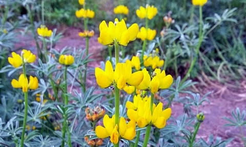 魯冰花季