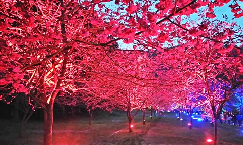 九族櫻花祭