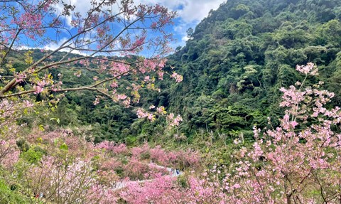 新北市櫻花季