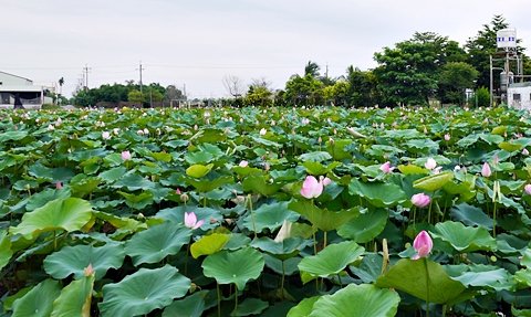 台南白河蓮花季