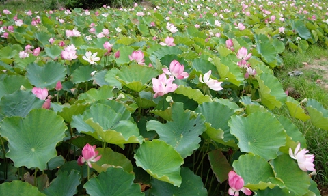 桃園觀音蓮花季