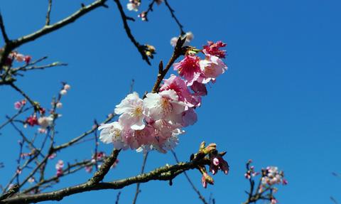 烏來溫泉櫻花季