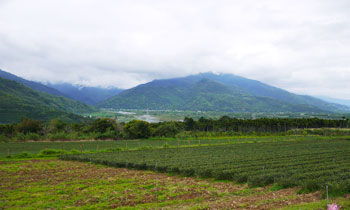 花蓮瑞穗鄉是著名的茶葉產地