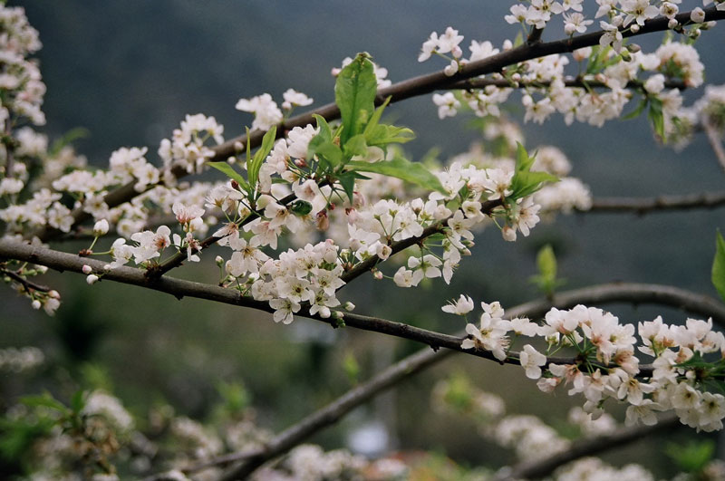 Plums