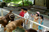 新加坡旅遊網新加坡非常溫馨之旅新加坡動物園