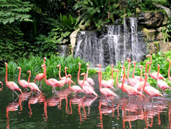 新加坡旅遊網新加坡非常獎勵之旅裕廊鳥禽公園