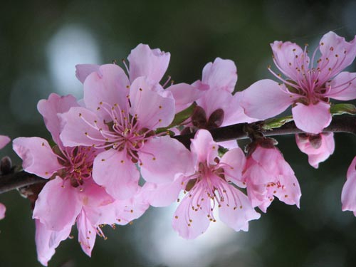 桃花依舊笑春風  Flowers花卉