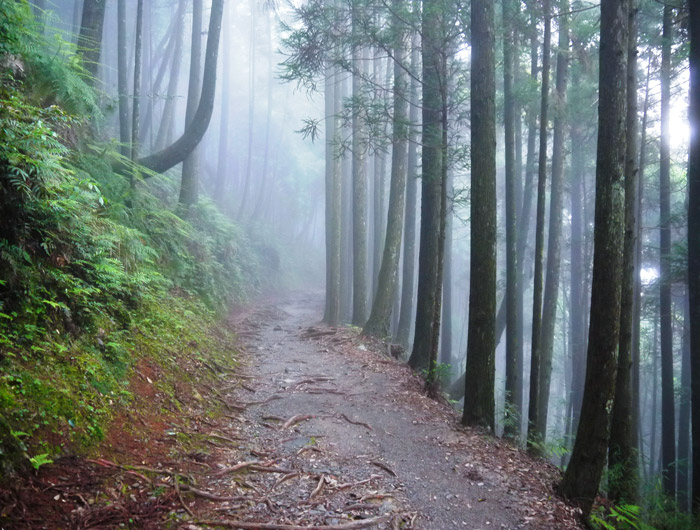 觀霧國家森林遊樂區