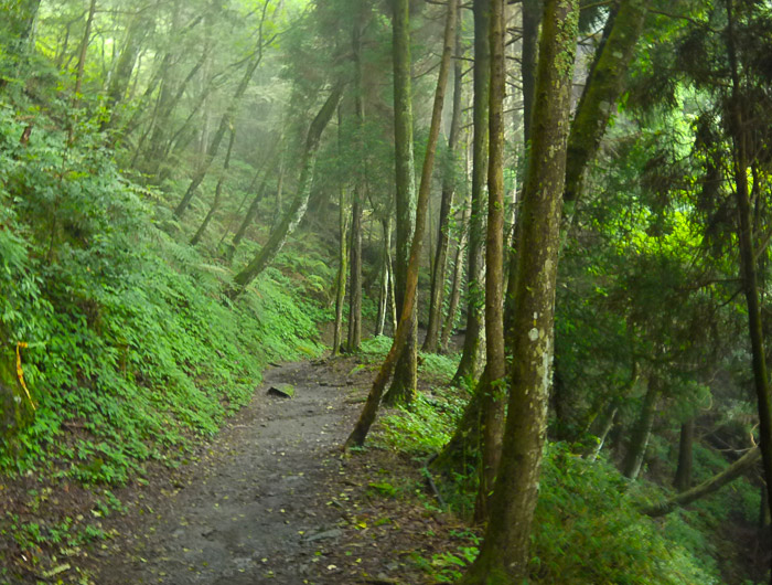 觀霧國家森林遊樂區