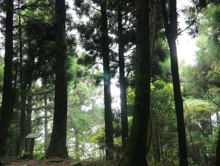 觀霧國家森林遊樂區