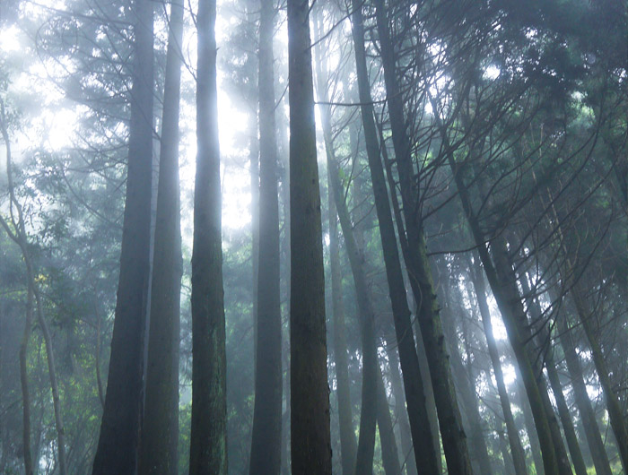 觀霧國家森林遊樂區