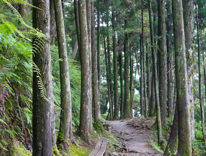 觀霧國家森林遊樂區