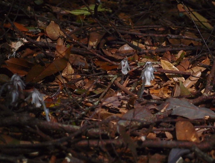 野馬瞰山休閒步道