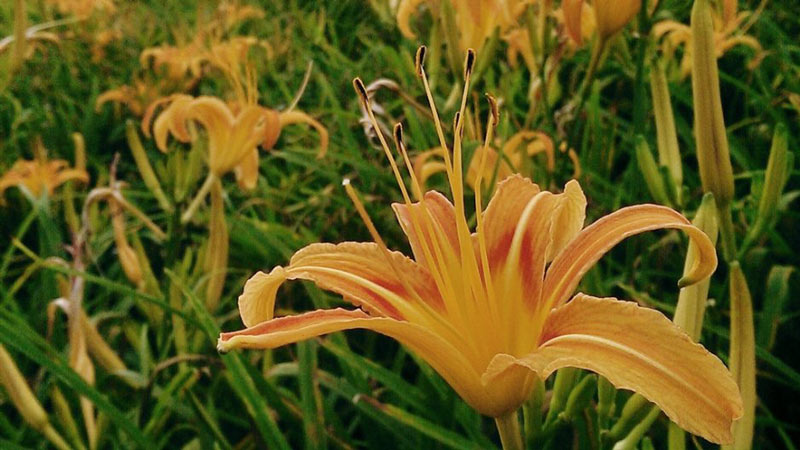 Flower Blossoms – Daylilies