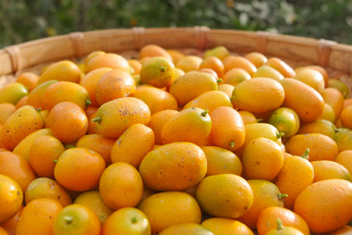 Kumquat
